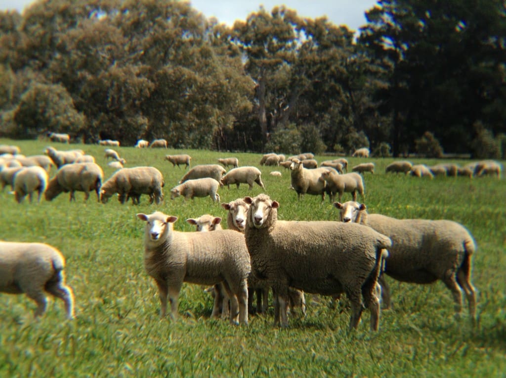 Australian Sheep Producers Care Says Sheep CRC Survey - Sheep Central