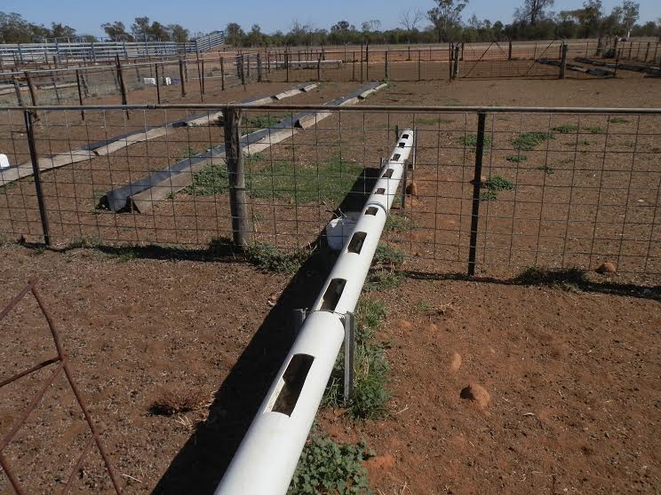 queensland-producers-have-lamb-lot-feeding-success-sheep-central