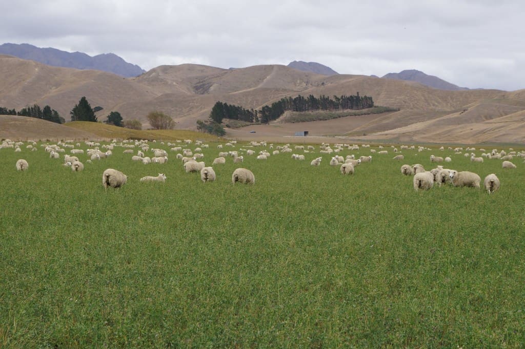 most common sheep breeds in new zealand