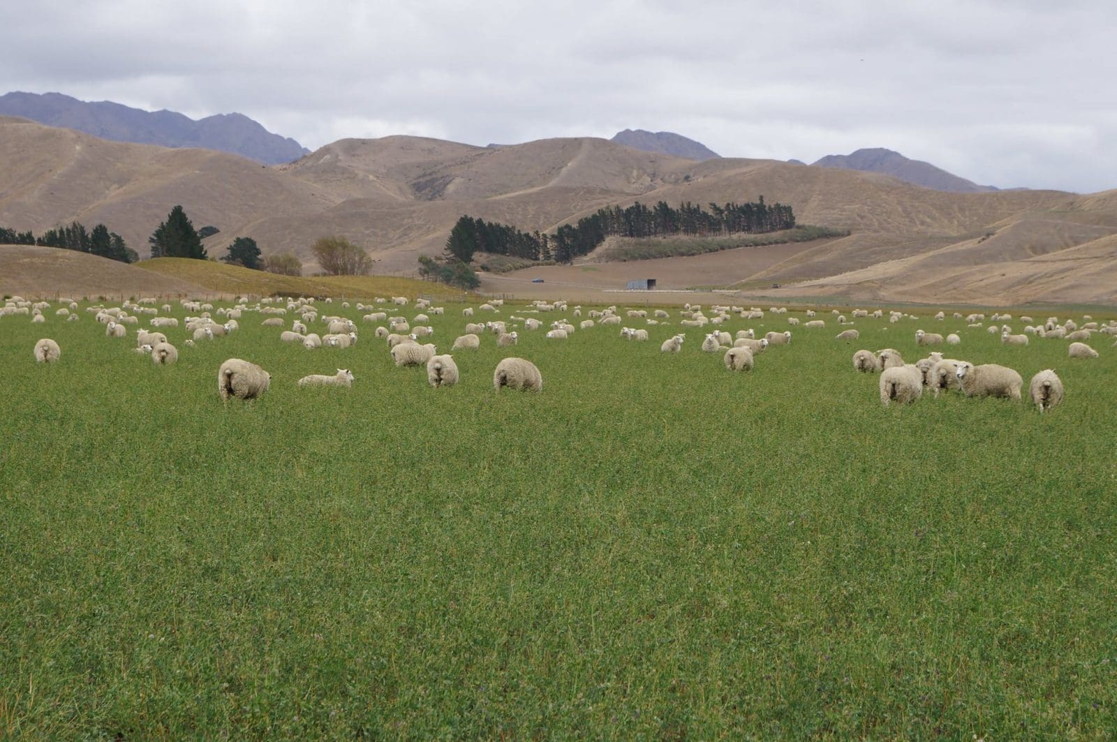 New Zealand sheep Sheep Central