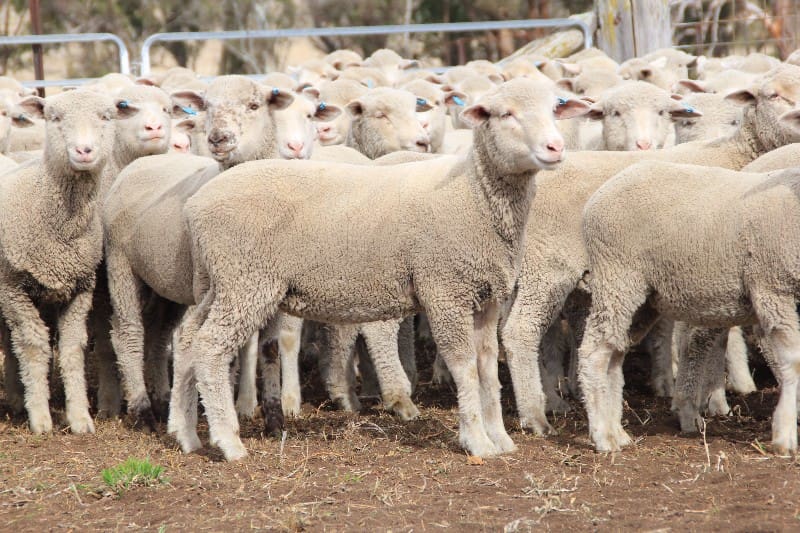 Eastern States Trade Lamb Indicator tops 600c/kg, isolated mutton sales ...