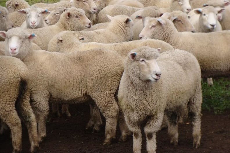 Trade lambs $189, heavy lambs $234.20, as prices reach rain-driven five ...