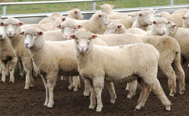 Lamb prices hold firm as restockers seek scanned ewes and ewe-lamb ...