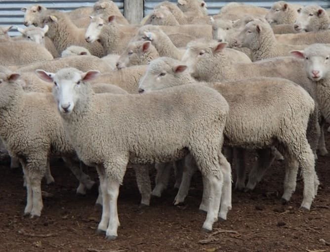 Lamb processors get more selective as saleyard numbers and quality ...