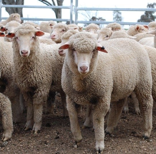 Wool, lamb markets to remain strong in 2019, The Land