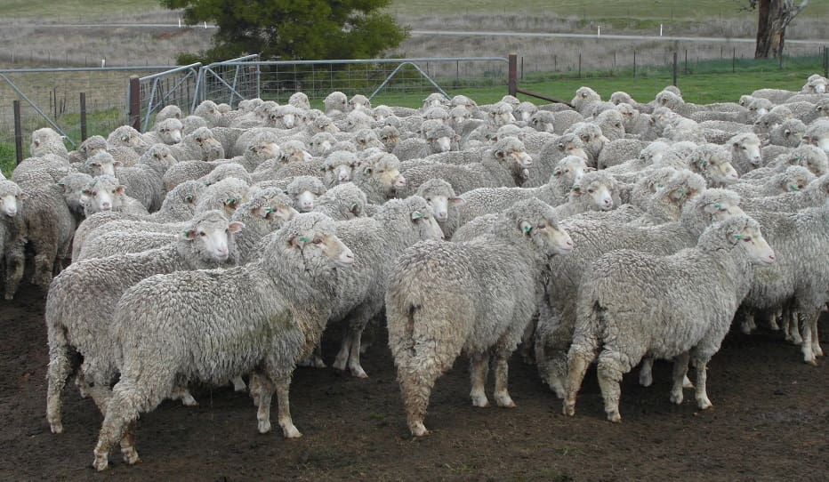 Merino ewes - Sheep Central