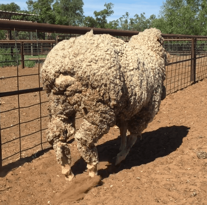 a-sheep-with-humpy-back-picture-nsw-local-land-services-western-region ...