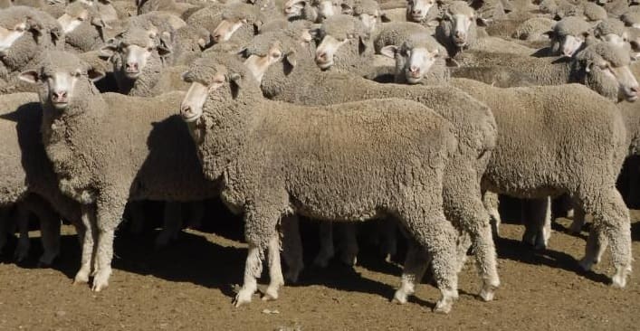 Merino ewe hoggets Epping Forest Tas AuctionsPlus Jan22-17 - Sheep Central