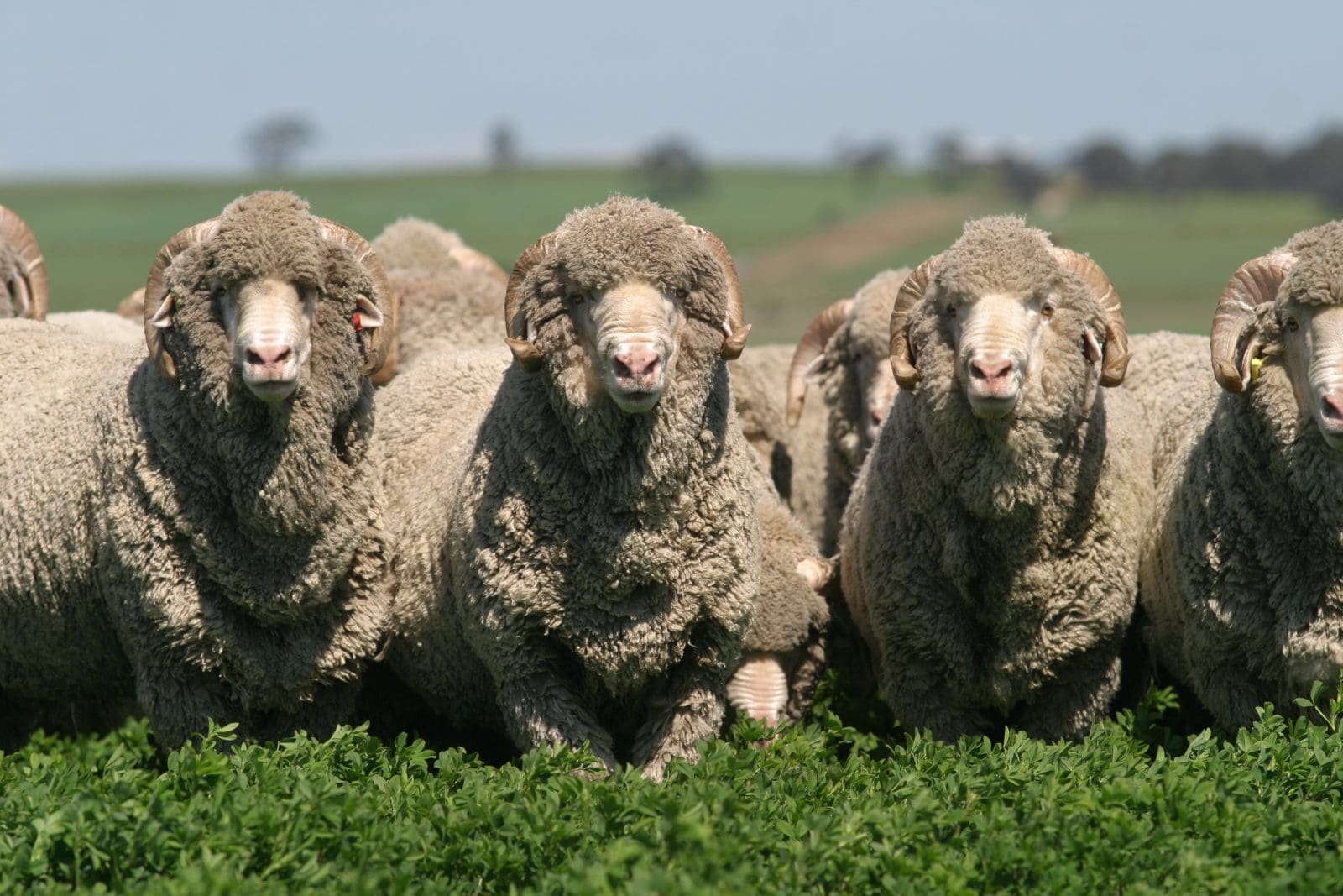 merino-rams-9-sheep-central