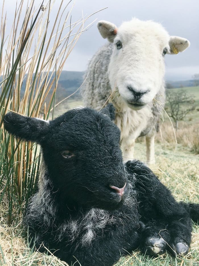 A Herdwick ewe and lamb. Photo - James Rebanks. @herdyshepherd1 - Sheep ...