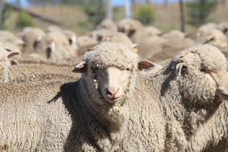 AuctionsPlus sheep offering still rising with dry NSW conditions ...