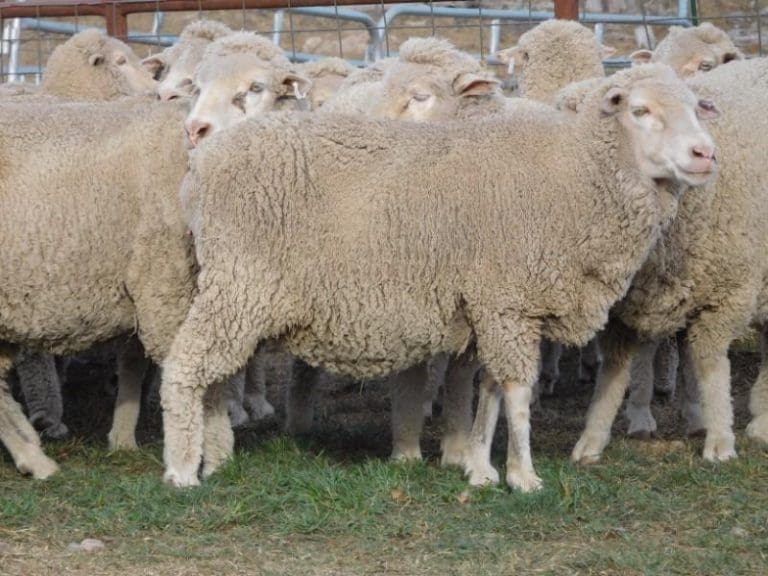 online-merino-ewe-sell-off-escalates-as-tight-season-gets-colder