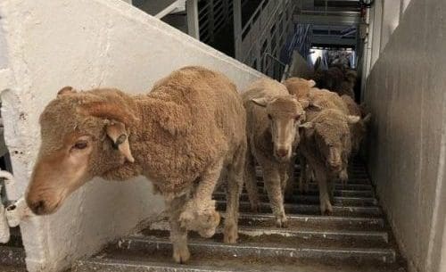 Can WA Processors Absorb Extra Sheep Under A Live Export Ban? - Sheep ...