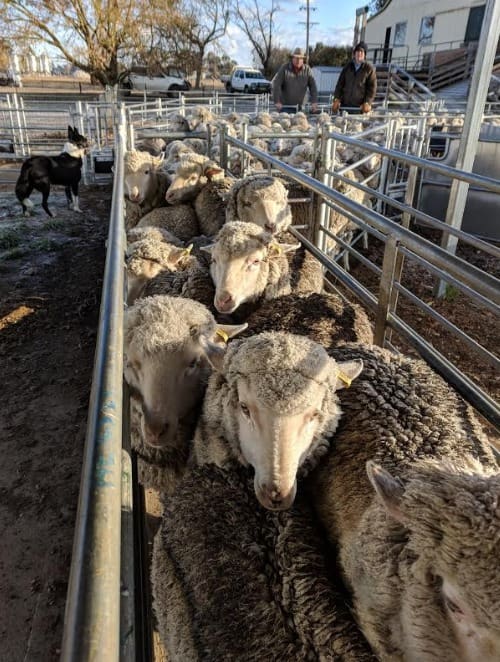 Sheep from top Merino sale and show rams at Chiswick field day - Sheep ...