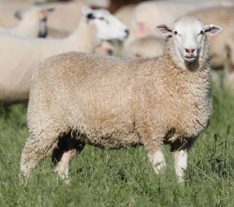 A Commercial White Suffolk Cross Lamb Sheep Central