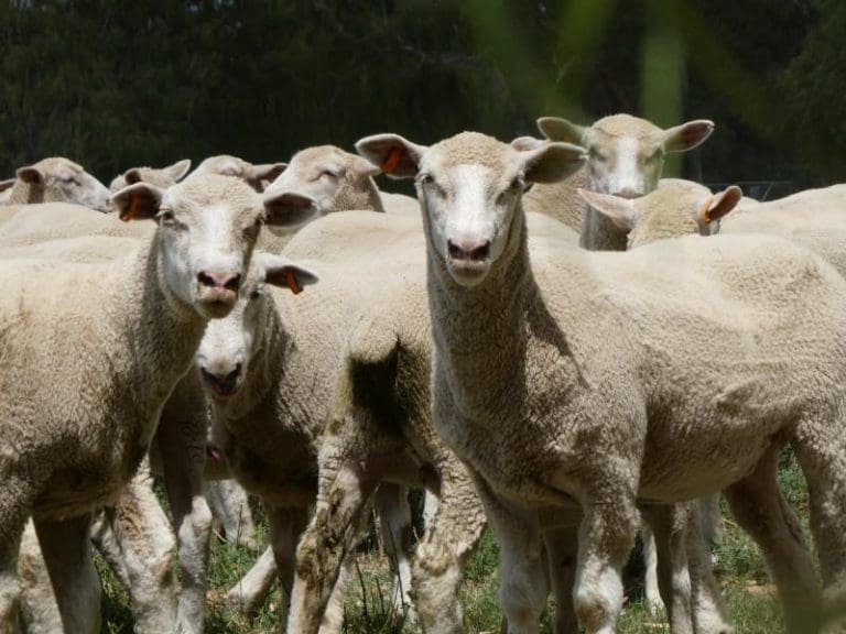 Sheep getting harder to sell, but first cross ewe lambs make $300 ...