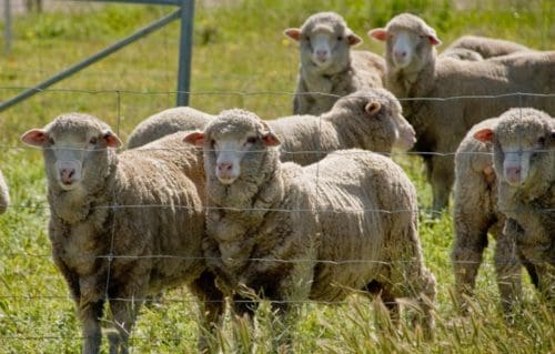 Merino weaners. Image - UWA. - Sheep Central