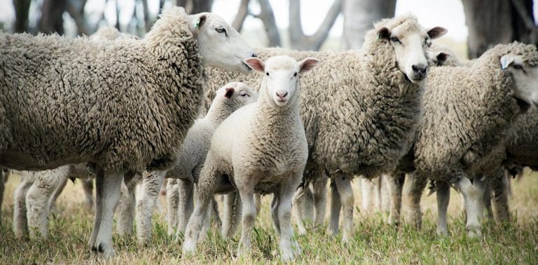 Sheep industry and RDCs fail to meet reproduction rate target - Sheep ...