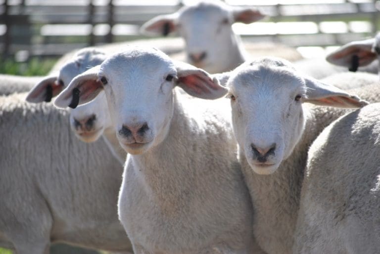 White Dorper lambs Picture - AuctionsPlus. - Sheep Central