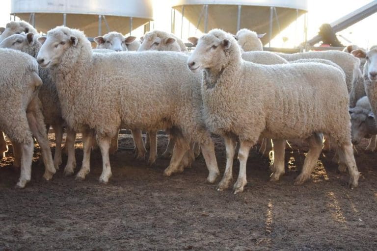 AuctionsPlus store sheep prices correct with strong clearances - Sheep ...