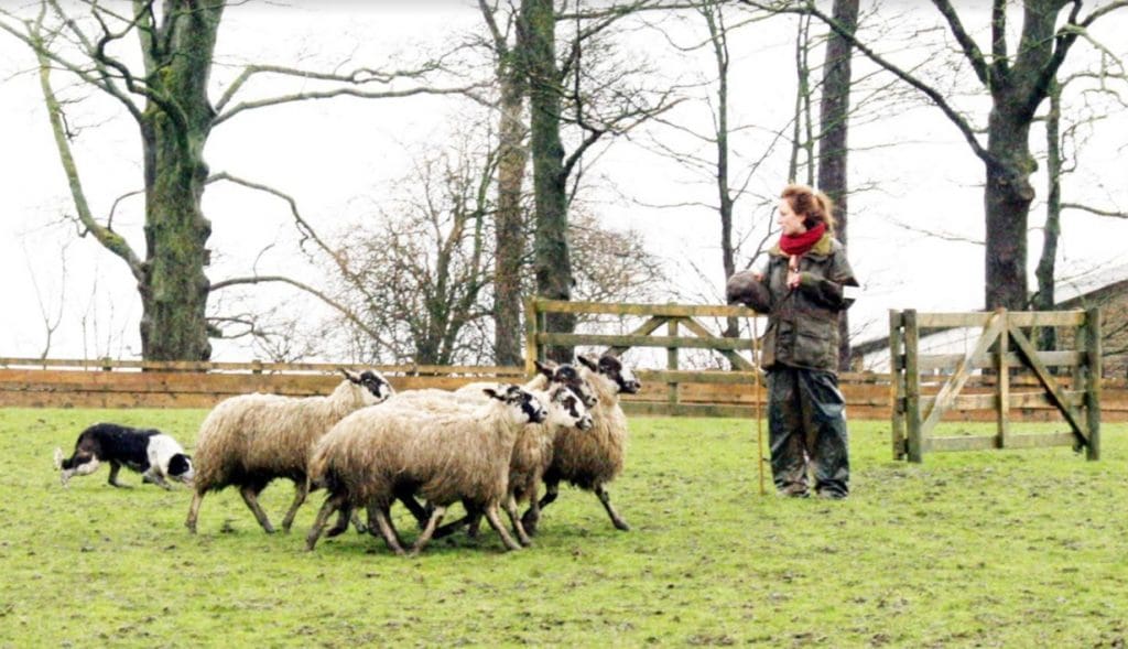 Biggest sheepdog clearance