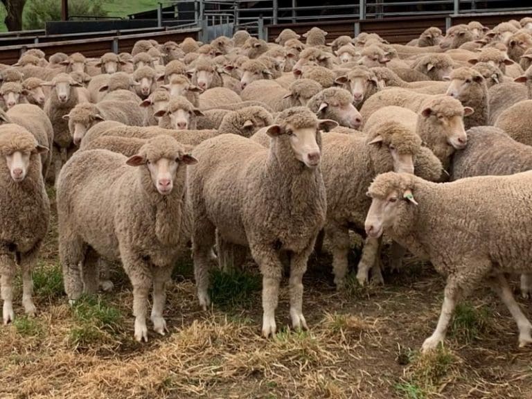 AuctionsPlus sheep and lamb clearances stay strong with prices - Sheep ...