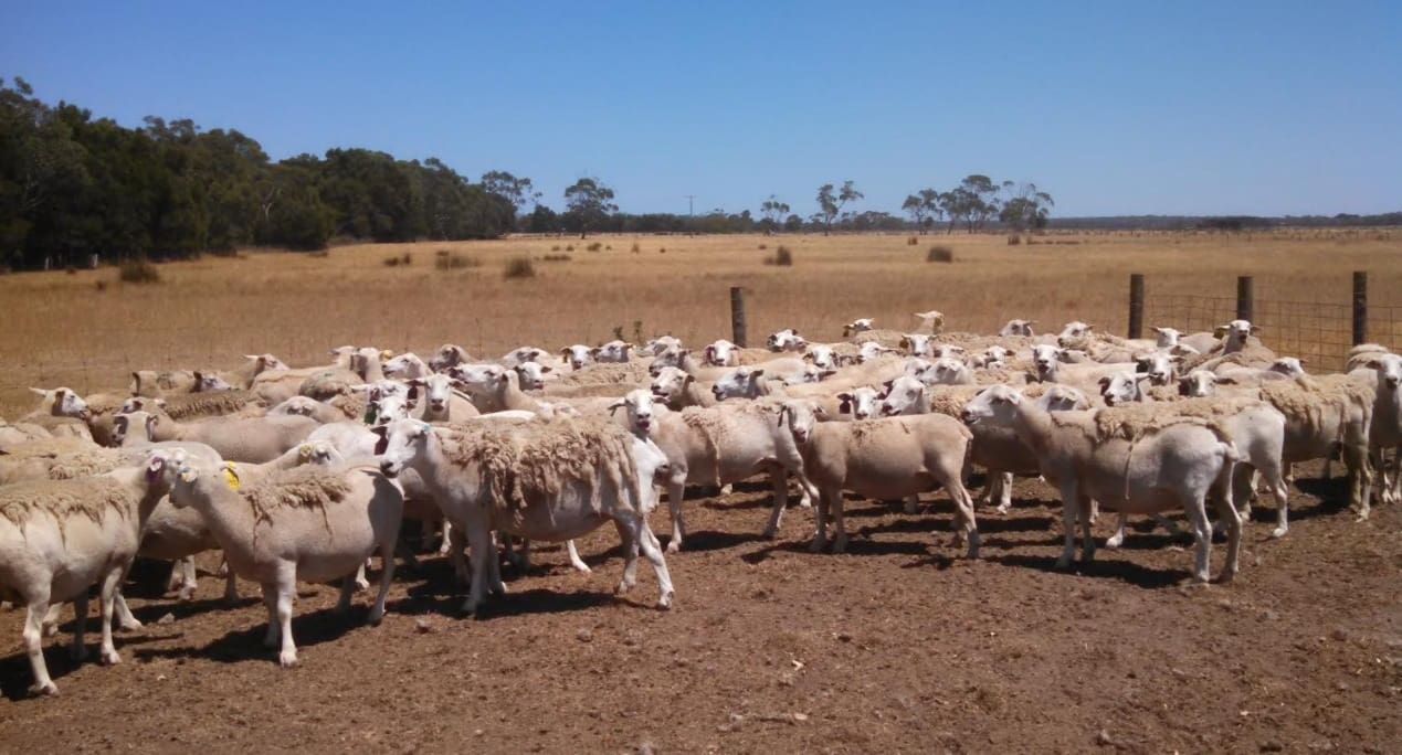 Nudie sheep at Cashmore near Portland. - Sheep Central