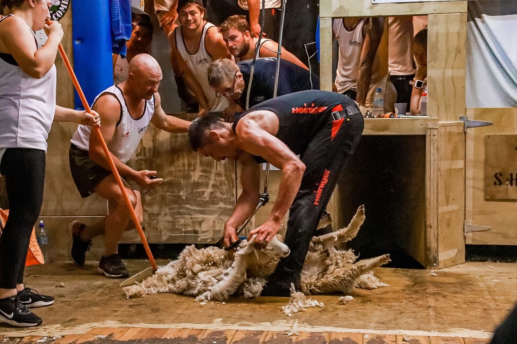 Kiwi shearers to attempt men’s and women’s lamb records