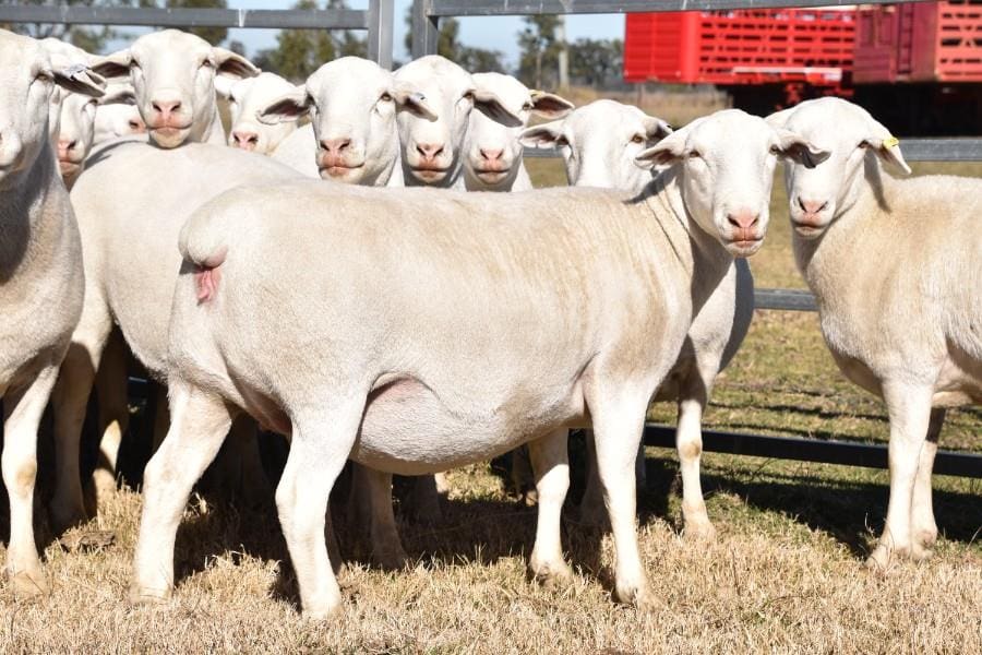 Online sheep numbers drop with rain falling and forecasted