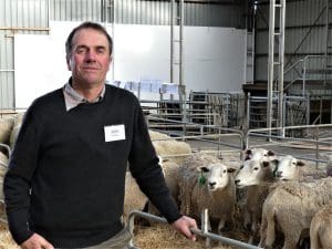 Shedding sheep will be the focus of Hamilton event - Sheep Central