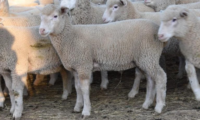 Auctionsplus Sheep And Lamb Sale Clearances Improve Sheep Central 3618