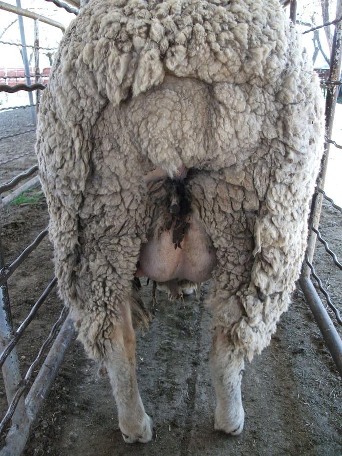 Ewe udder assessment a 'hidden gem' for lifting lamb survival - Sheep ...