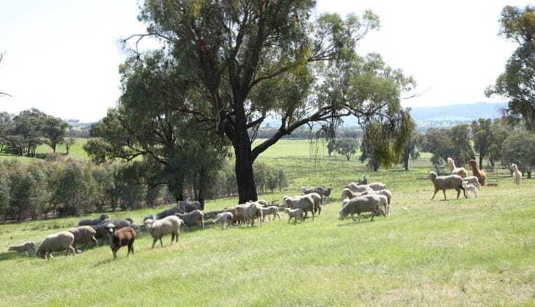 Grazing Listings On Sale From Nsw To Western Australia - Sheep Central